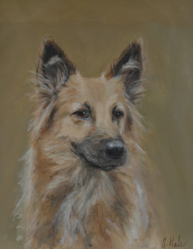 pet portrait, dog portrait, german shepherd