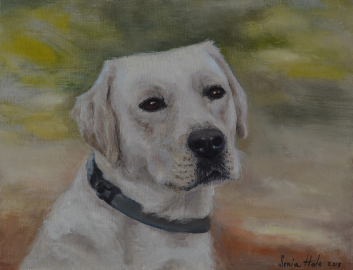 Pet dog portrait of Labrador by Sonia Hale